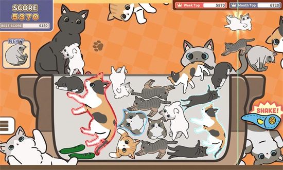 猫猫三重奏