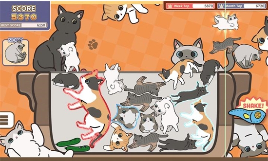 猫猫三重奏